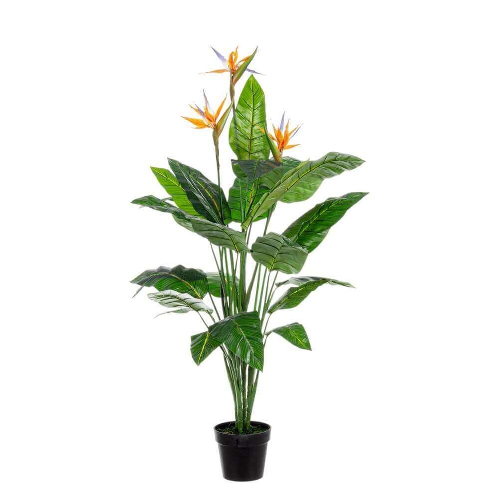 Pianta Strelitzia con Vaso 25Foglie X3F H150 (2 Pezzi) – RIFLETTORE