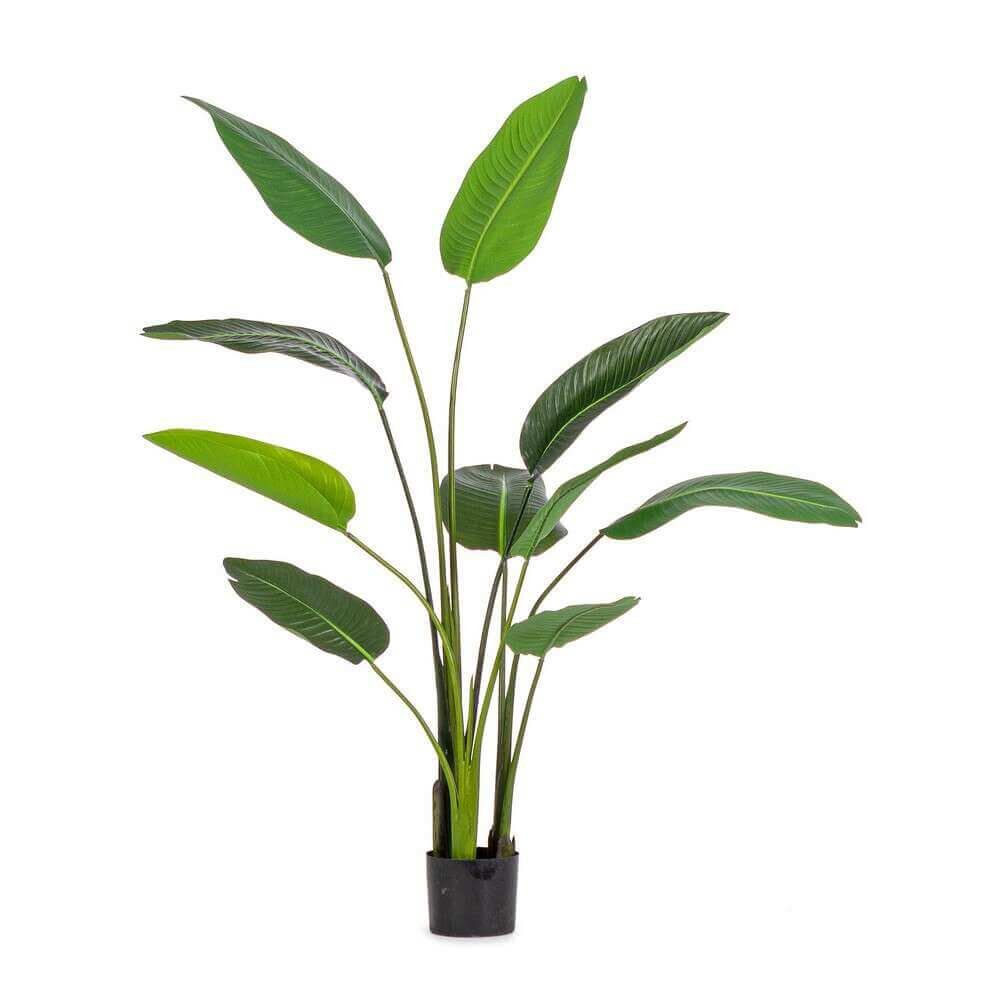 Pianta Strelitzia con Vaso 10Foglie H150 (2 Pezzi) – RIFLETTORE