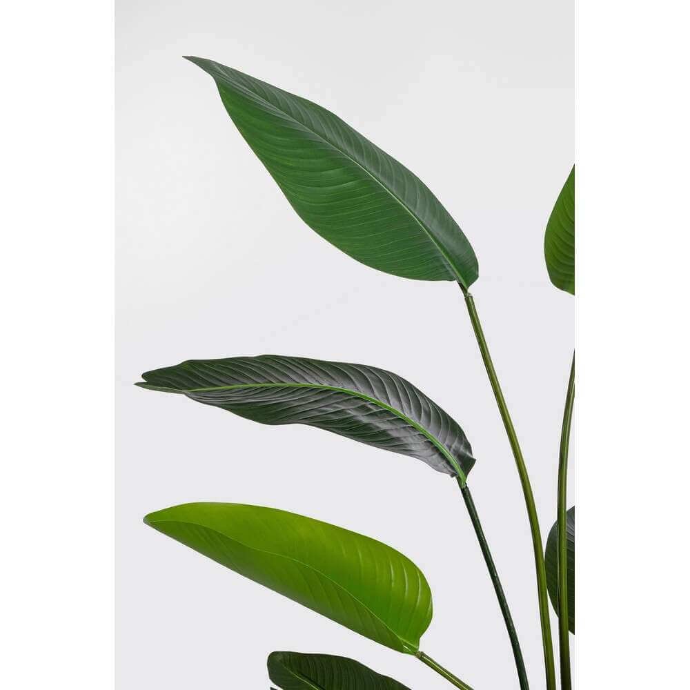 Pianta Strelitzia con Vaso 10Foglie H150 (2 Pezzi) – RIFLETTORE