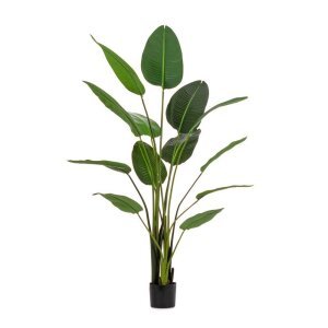 Pianta Strelitzia con Vaso 13Foglie H185 (2 Pezzi) – RIFLETTORE