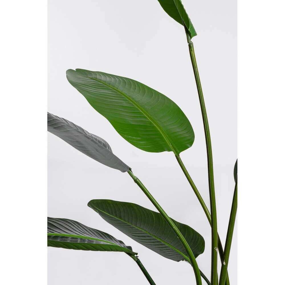 Pianta Strelitzia con Vaso 13Foglie H185 (2 Pezzi) – RIFLETTORE