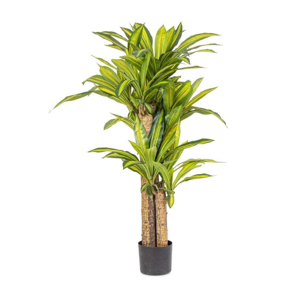 Pianta Dracaena con Vaso H130 (2 Pezzi) – SERAPHIM