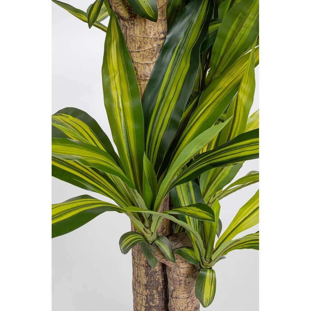 Pianta Dracaena con Vaso H130 (2 Pezzi) – SERAPHIM